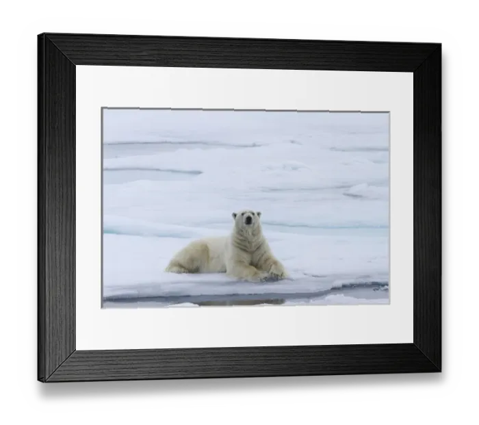 Framed Print : Europe, Norway, Svalbard. Polar bear lying on snow next to water Framed Print : Europe, Norway, Svalbard. Polar bear lying on snow next to water