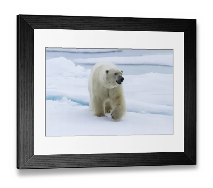 Framed Print : Europe, Norway, Svalbard. Polar bear walking on snow Framed Print : Europe, Norway, Svalbard. Polar bear walking on snow