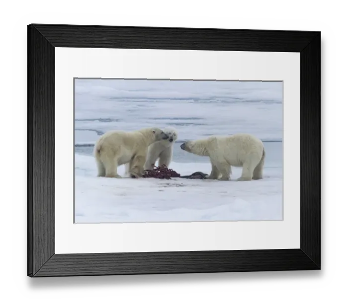 Framed Print : Europe, Norway, Svalbard. Three polar bears greeting each other at a seal carcass on sea ice Framed Print : Europe, Norway, Svalbard. Three polar bears greeting each other at a seal carcass on sea ice