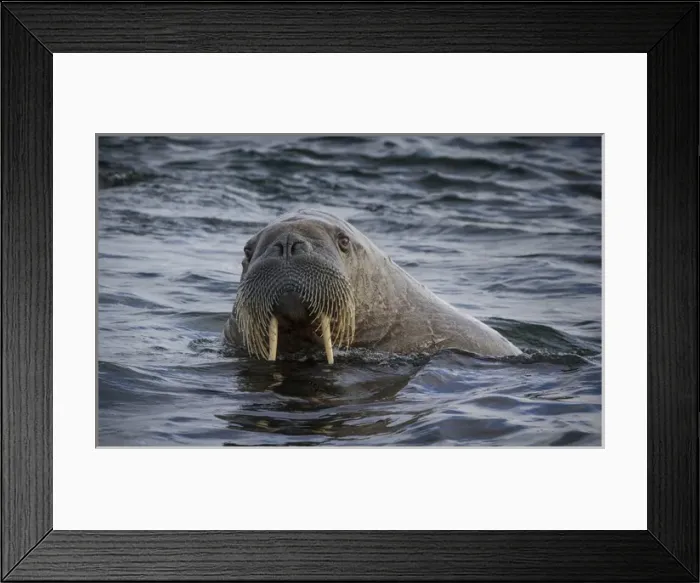 Framed Print : Europe, Norway, Svalbard. Close-up of walrus in water looking at camera. Credit as Framed Print : Europe, Norway, Svalbard. Close-up of walrus in water looking at camera. Credit as