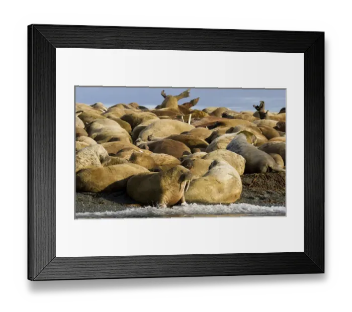 Framed Print : Europe, Norway, Svalbard, Torellneset. Group of walruses resting Framed Print : Europe, Norway, Svalbard, Torellneset. Group of walruses resting