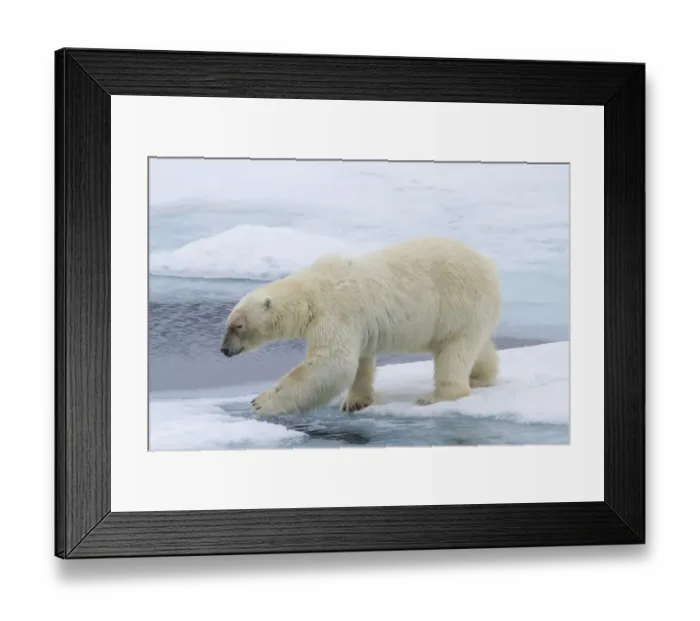 Framed Print : Europe, Norway, Svalbard. Polar bear on sea ice stepping across water. Credit as Framed Print : Europe, Norway, Svalbard. Polar bear on sea ice stepping across water. Credit as