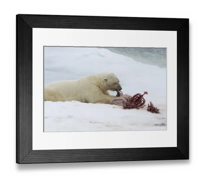 Framed Print : Europe, Norway, Svalbard. Polar bear eating seal carcass Framed Print : Europe, Norway, Svalbard. Polar bear eating seal carcass