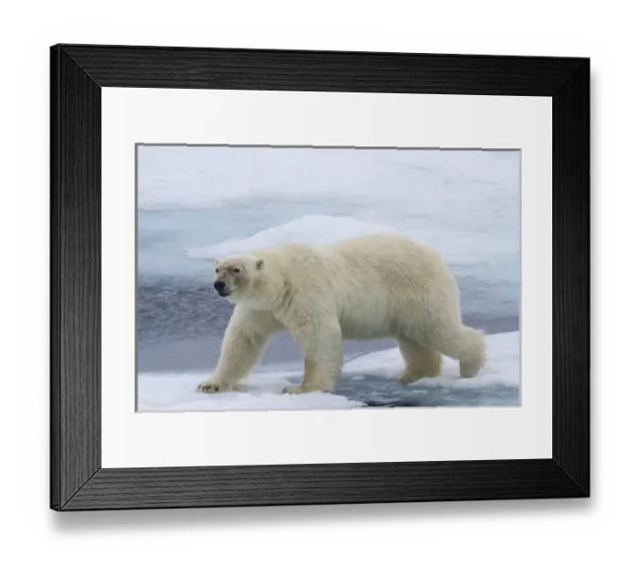 Framed Print : Europe, Norway, Svalbard. Polar bear on sea ice stepping across water. Credit as Framed Print : Europe, Norway, Svalbard. Polar bear on sea ice stepping across water. Credit as