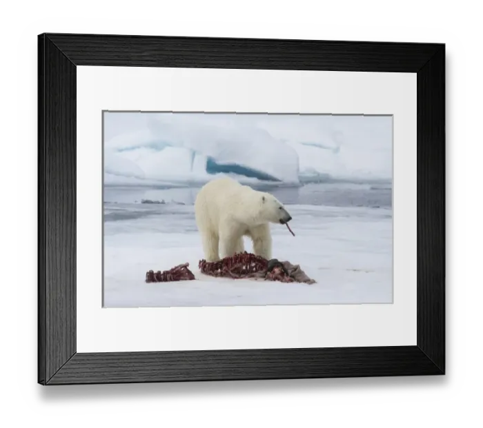 Framed Print : Europe, Norway, Svalbard. Polar bear eating seal carcass Framed Print : Europe, Norway, Svalbard. Polar bear eating seal carcass