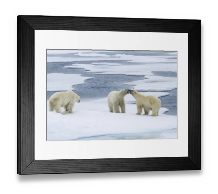 Framed Print : Europe, Norway, Svalbard. Two polar bears on sea ice mouthing each other while a Framed Print : Europe, Norway, Svalbard. Two polar bears on sea ice mouthing each other while a