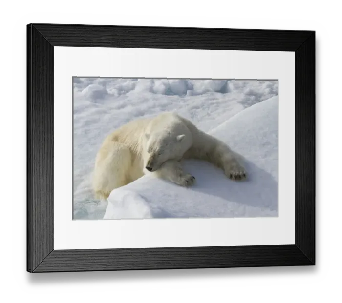 Framed Print : Europe, Norway, Svalbard. Polar bear lying asleep on ice ridge