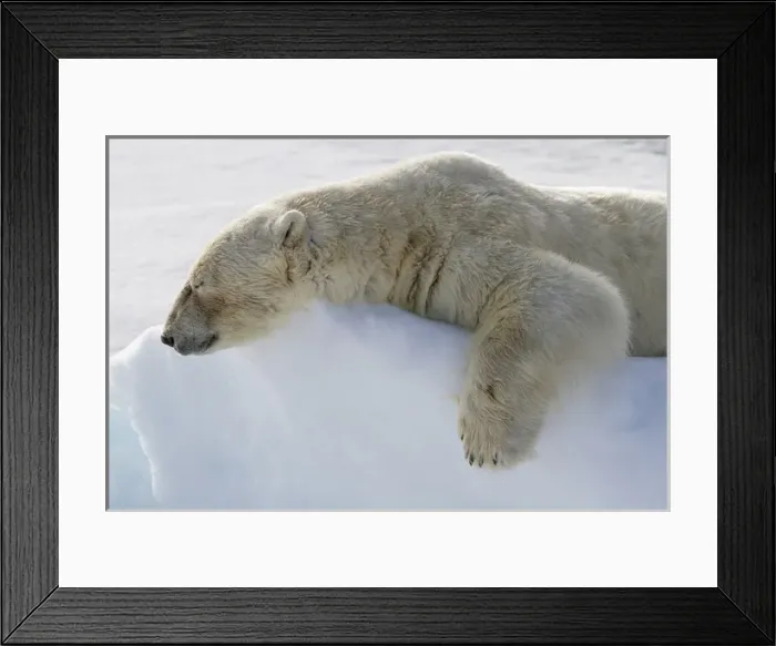 Framed Print : Europe, Norway, Svalbard. Polar bear lying asleep on ice ridge Framed Print : Europe, Norway, Svalbard. Polar bear lying asleep on ice ridge
