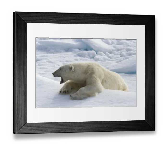 Framed Print : Europe, Norway, Svalbard. Yawning polar bear on sea ice Framed Print : Europe, Norway, Svalbard. Yawning polar bear on sea ice