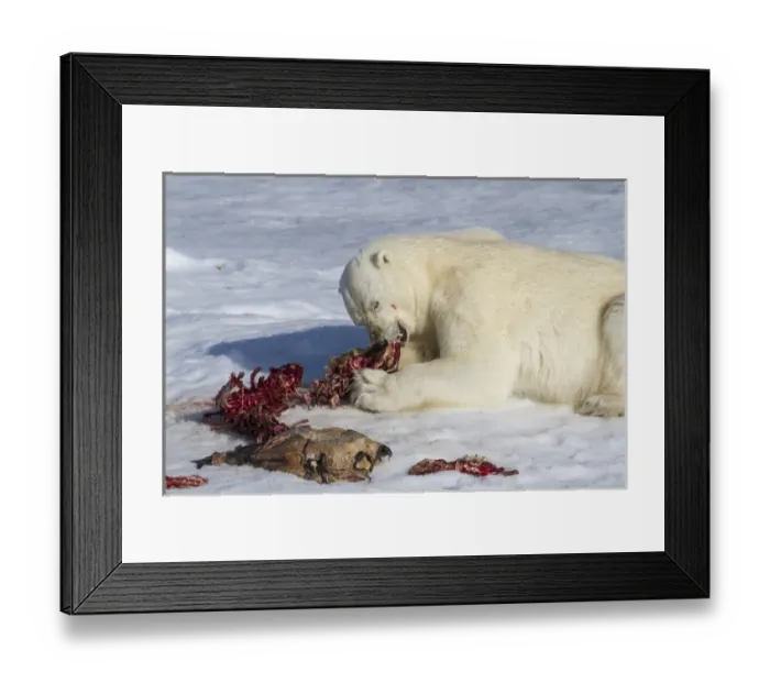 Framed Print : Europe, Norway, Svalbard. Polar bear eating seal carcass Framed Print : Europe, Norway, Svalbard. Polar bear eating seal carcass