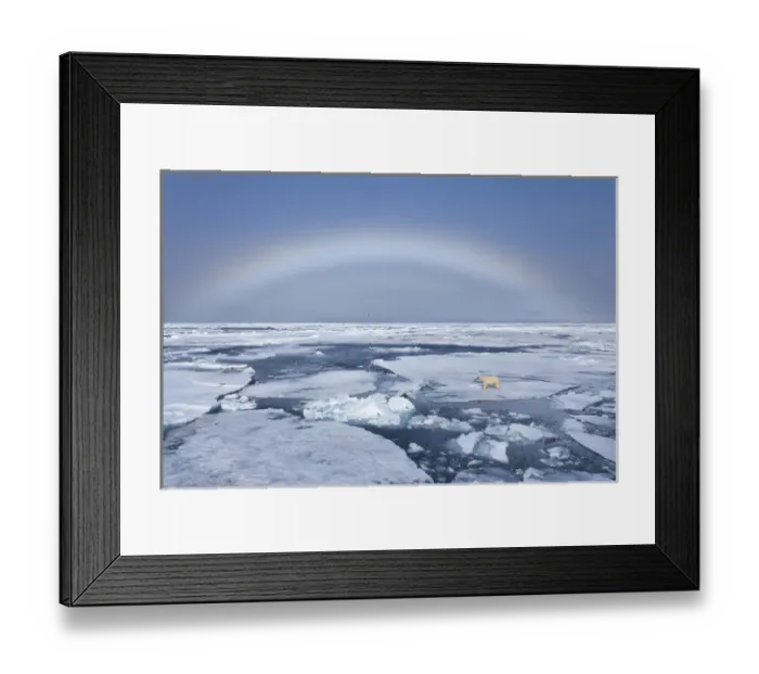 Framed Print : Europe, Norway, Svalbard. Polar bear on broken sea ice beneath rainbow. Credit as