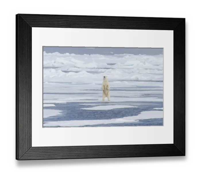 Framed Print : Europe, Norway, Svalbard. Polar bear on sea ice standing on hind legs. Credit as Framed Print : Europe, Norway, Svalbard. Polar bear on sea ice standing on hind legs. Credit as