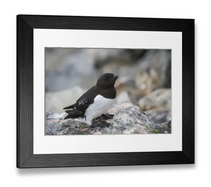 Framed Print : Europe, Norway, Svalbard. Close-up of little auk bird on rock Framed Print : Europe, Norway, Svalbard. Close-up of little auk bird on rock