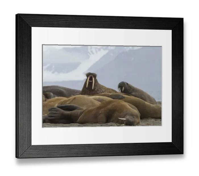 Framed Print : Europe, Norway, Svalbard, Prins Karls Forland. Group of walruses resting. Credit as Framed Print : Europe, Norway, Svalbard, Prins Karls Forland. Group of walruses resting. Credit as