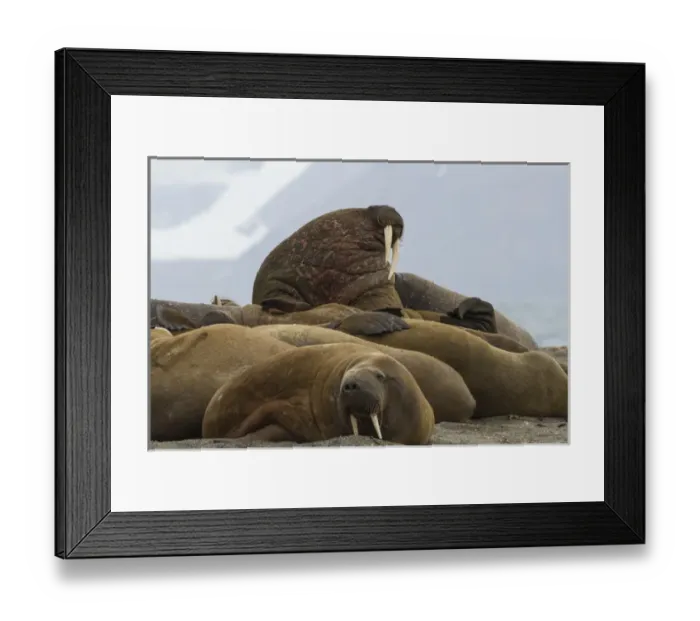 Framed Print : Europe, Norway, Svalbard, Svalbard, Prins Karls Forland. Group of walruses resting