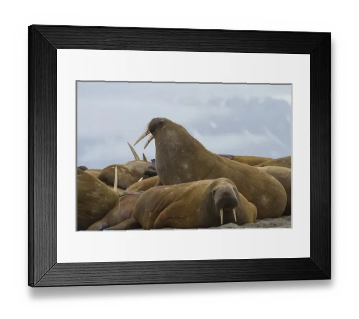 Framed Print : Europe, Norway, Svalbard, Torellneset. Group of walruses resting
