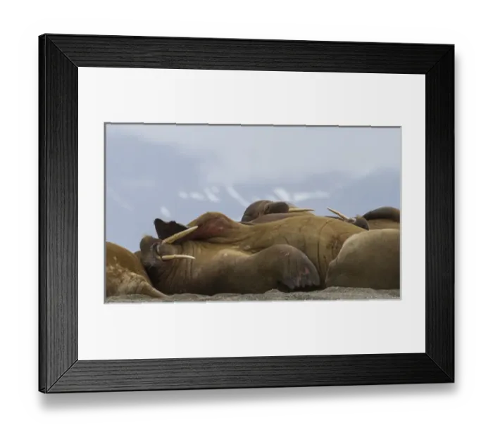 Framed Print : Europe, Norway, Svalbard, Torellneset. Group of walruses resting