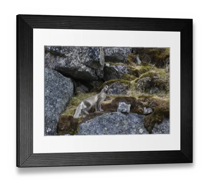 Framed Print : Europe, Norway, Svalbard, Prins Karls Forland Framed Print : Europe, Norway, Svalbard, Prins Karls Forland