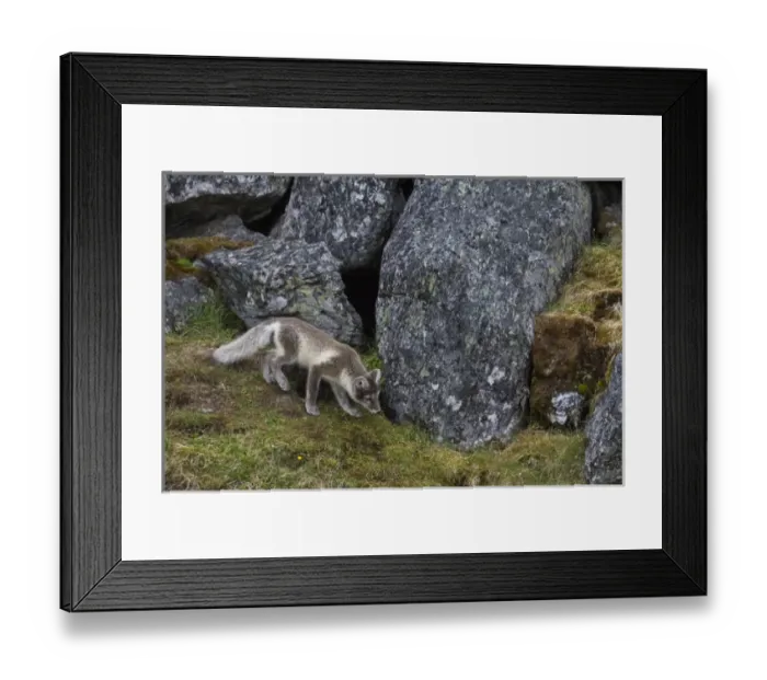 Framed Print : Europe, Norway, Svalbard, Prins Karls Forland