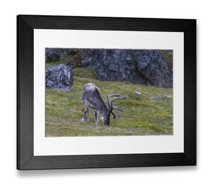 Framed Print : Europe, Norway, Svalbard, Prins Karls Forland