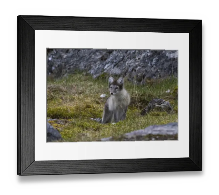 Framed Print : Europe, Norway, Svalbard, Prins Karls Forland