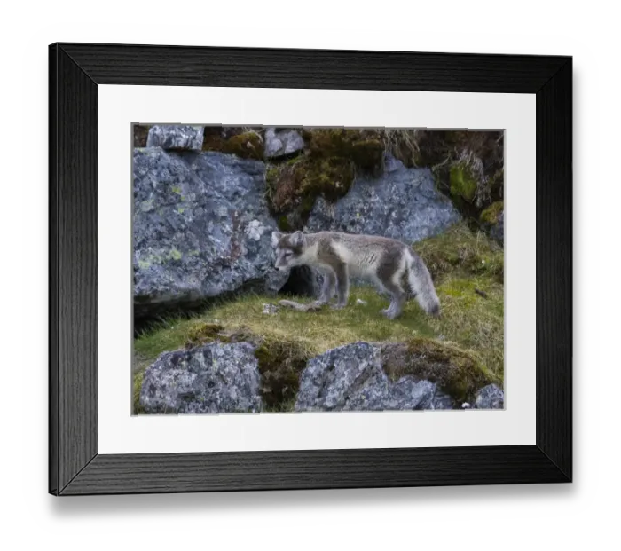 Framed Print : Europe, Norway, Svalbard, Prins Karls Forland