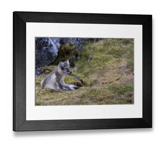 Framed Print : Europe, Norway, Svalbard, Prins Karls Forland Framed Print : Europe, Norway, Svalbard, Prins Karls Forland