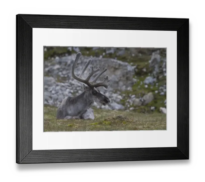 Framed Print : Europe, Norway, Svalbard, Prins Karls Forland Framed Print : Europe, Norway, Svalbard, Prins Karls Forland