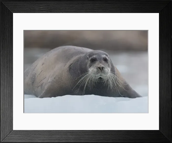 Framed Print : Europe, Norway, Svalbard. Bearded seal rests on sea ice Framed Print : Europe, Norway, Svalbard. Bearded seal rests on sea ice