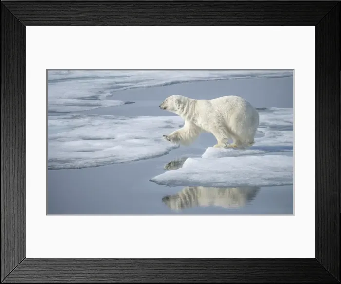 Framed Print : Arctic Ocean, Norway, Svalbard. Polar bear jumping