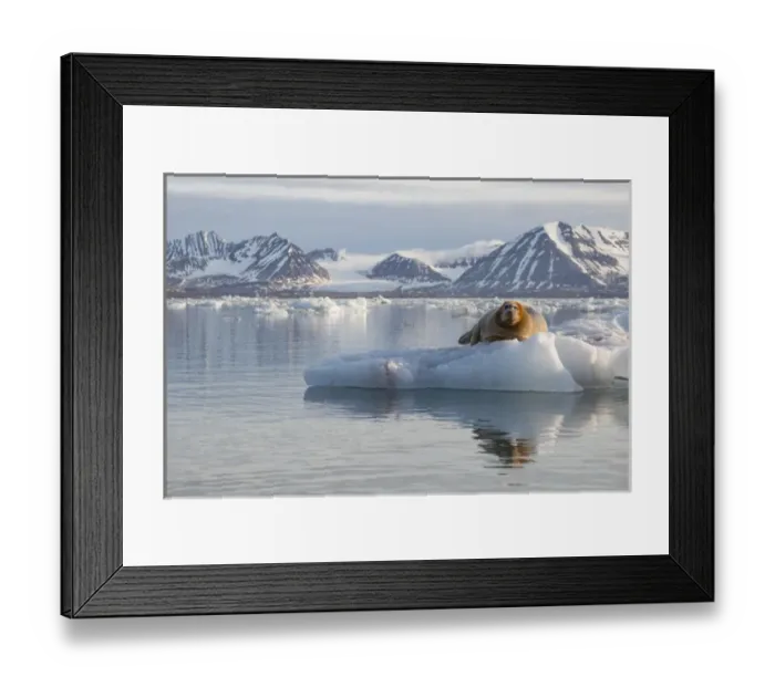 Framed Print : Europe, Norway, Svalbard. Bearded seal rests on ice Framed Print : Europe, Norway, Svalbard. Bearded seal rests on ice