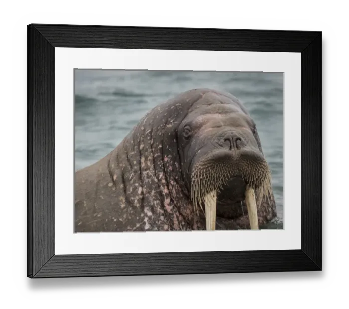 Framed Print : Arctic Ocean, Norway, Svalbard. Portrait of walrus