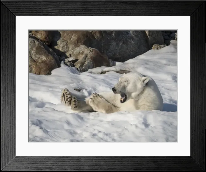 Framed Print : Arctic Ocean, Norway, Svalbard. Resting polar bear