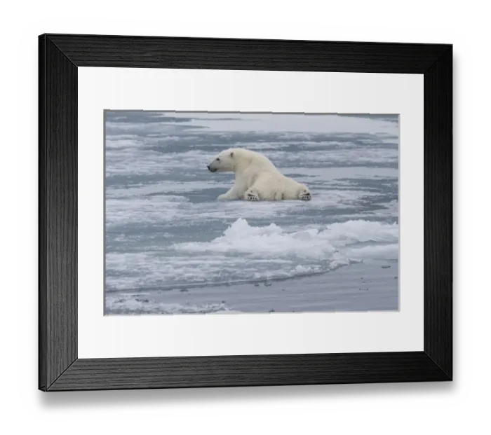 Framed Print : Europe, Norway, Svalbard. Polar bear cub slips on ice