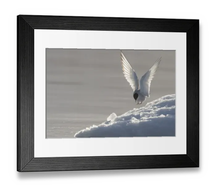 Framed Print : Europe, Norway, Svalbard. Arctic tern lands on ice
