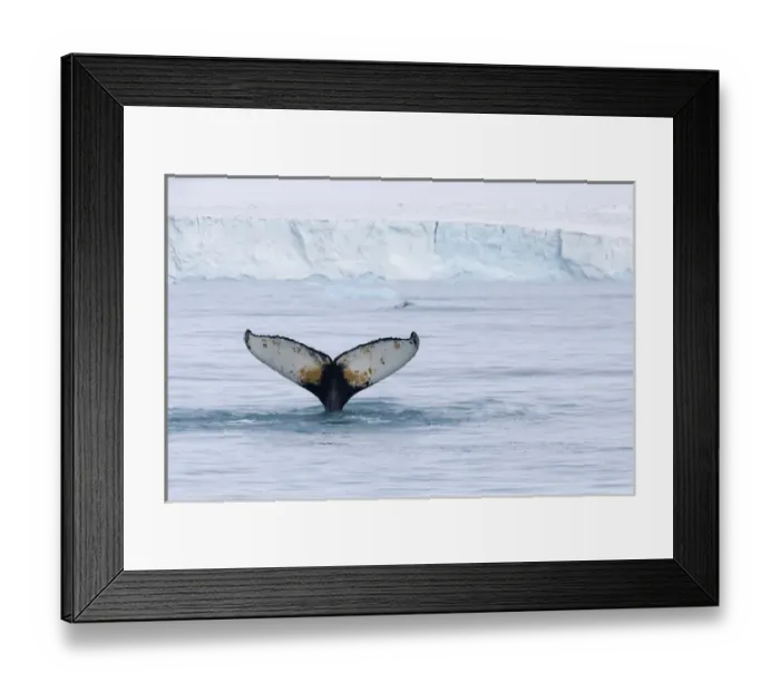 Framed Print : Europe, Norway, Svalbard. Humpback whales tail flukes in dive Framed Print : Europe, Norway, Svalbard. Humpback whales tail flukes in dive