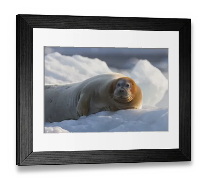 Framed Print : Europe, Norway, Svalbard. Bearded seal rests on ice