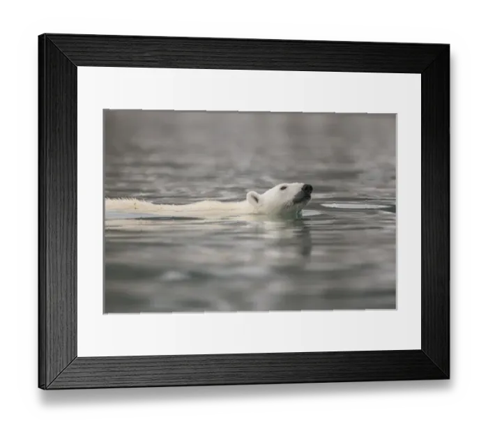 Framed Print : Europe, Norway, Svalbard. Polar bear swimming