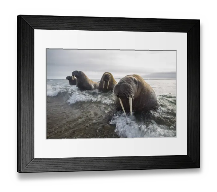 Framed Print : Europe, Norway, Svalbard. Walruses emerge from the sea