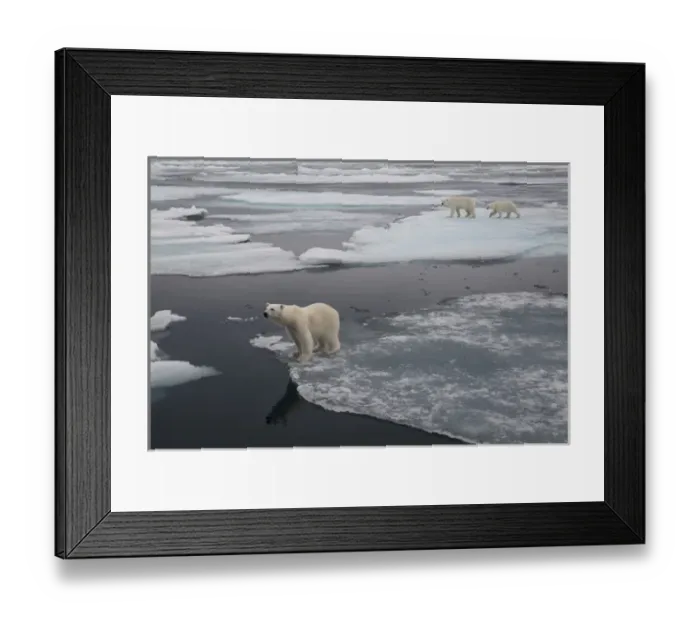 Framed Print : Europe, Norway, Svalbard. Curious polar bear cub looks at tourists Framed Print : Europe, Norway, Svalbard. Curious polar bear cub looks at tourists
