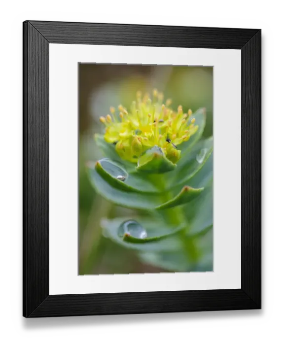 Framed Print : Norway, Nordland. Kings Crown (Rhodiola rosea) Framed Print : Norway, Nordland. Kings Crown (Rhodiola rosea)