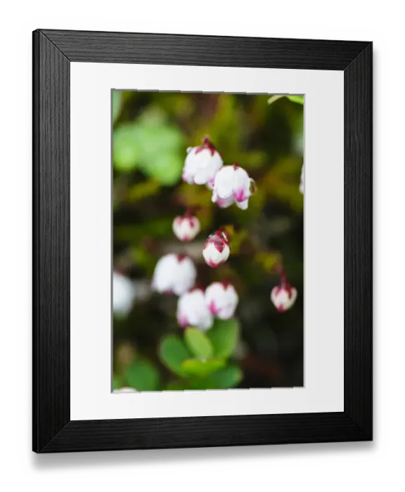 Framed Print : Norway, Nordland. Moss Bell Heather or Mossplant (Harrimonella hypnoides)