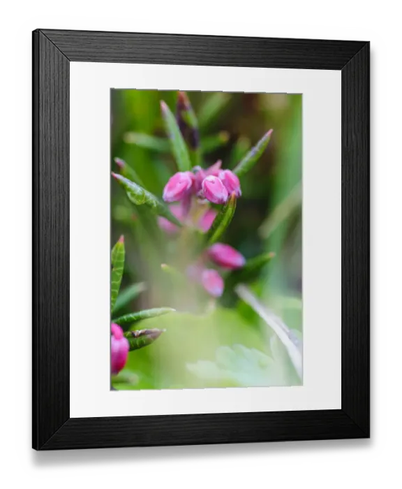 Framed Print : Norway, Nordland. Blue Mountainheath (Phyllodoce caerulea), locally called Lappljung Framed Print : Norway, Nordland. Blue Mountainheath (Phyllodoce caerulea), locally called Lappljung