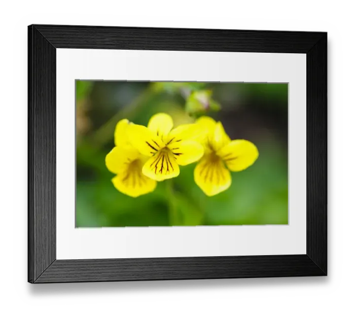 Framed Print : Norway, Nordland. Arctic Yellow violet (Viola biflora)