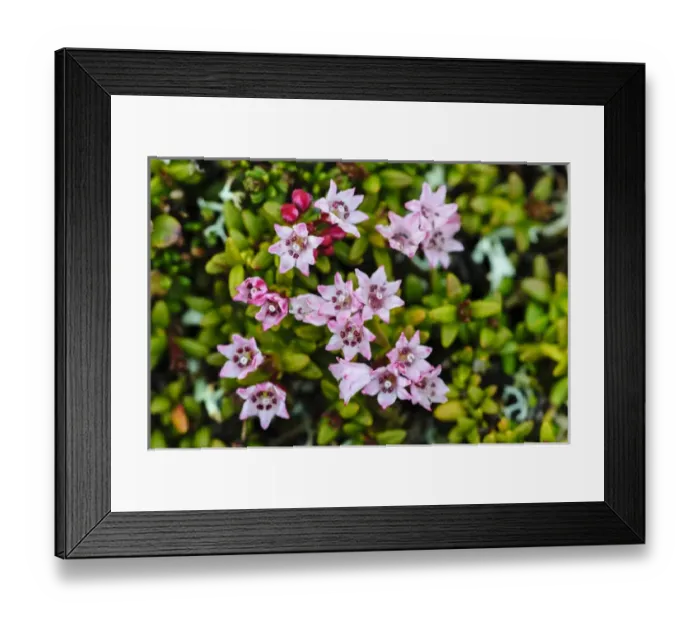 Framed Print : Norway, Nordland. Alpine azalea (Loiseleuria procumbens) Framed Print : Norway, Nordland. Alpine azalea (Loiseleuria procumbens)