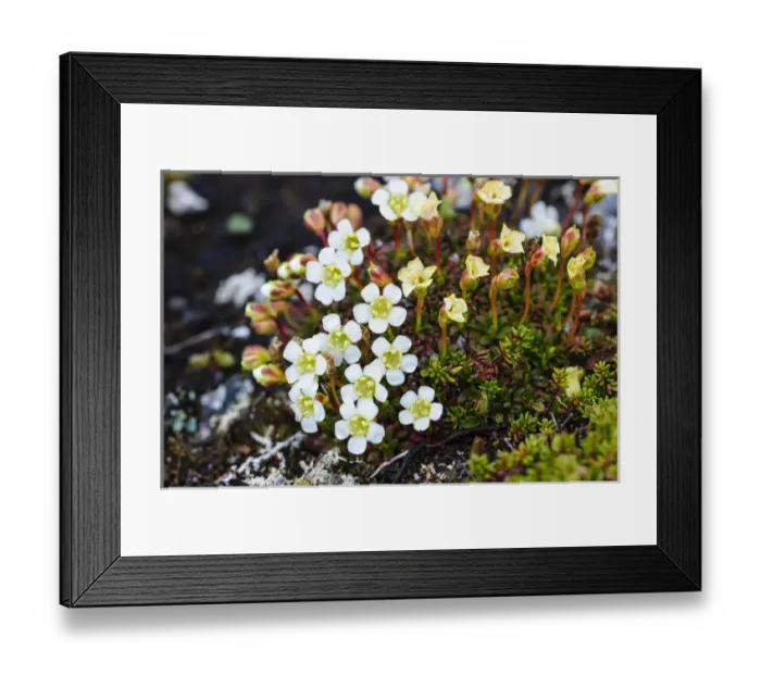 Framed Print : Norway, Nordland. Lapland Diapensia (Diapensia lapponica) Framed Print : Norway, Nordland. Lapland Diapensia (Diapensia lapponica)