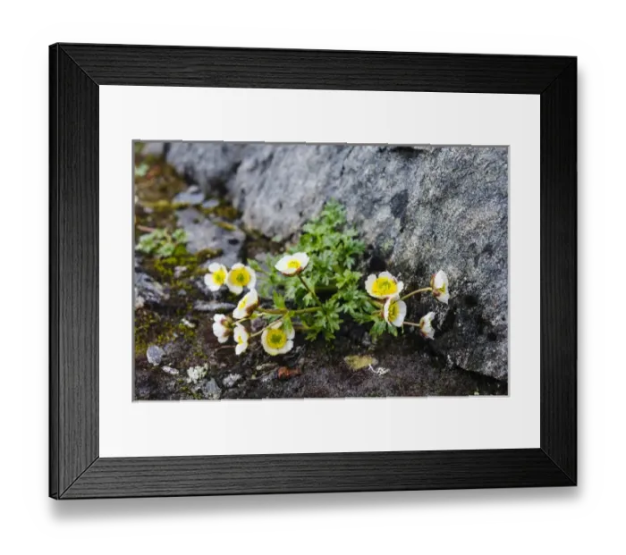 Framed Print : Norway, Nordland. Glacier Buttercup (Ranunculus glacialis) ggrowing in a rock crevice Framed Print : Norway, Nordland. Glacier Buttercup (Ranunculus glacialis) ggrowing in a rock crevice