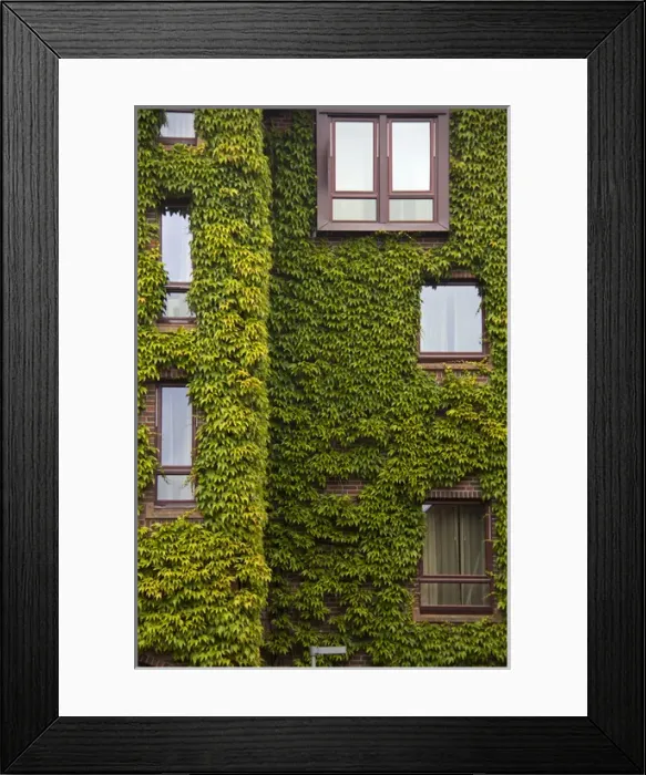 Framed Print : Europe, Norway, Bergen. Bryggen building with ivy, a UNESCO World Heritage Site Framed Print : Europe, Norway, Bergen. Bryggen building with ivy, a UNESCO World Heritage Site