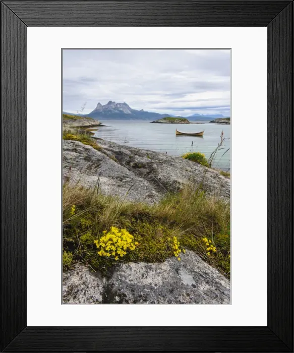 Framed Print : Norway, Nordland. Rock slab with Sedum sp Framed Print : Norway, Nordland. Rock slab with Sedum sp