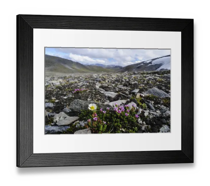 Framed Print : Norway, Troms. Purple Mountain Saxifrage (Saxifraga oppositifolia) and Glacier Buttercup Framed Print : Norway, Troms. Purple Mountain Saxifrage (Saxifraga oppositifolia) and Glacier Buttercup